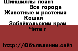 Шиншиллы пойнт ns1133,ny1133. - Все города Животные и растения » Кошки   . Забайкальский край,Чита г.